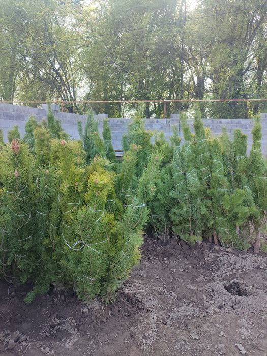 Сосна, берёза, ель, сирень.