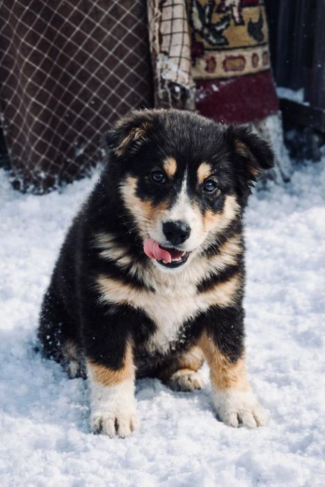 Отдам щенков в добрые надёжные руки