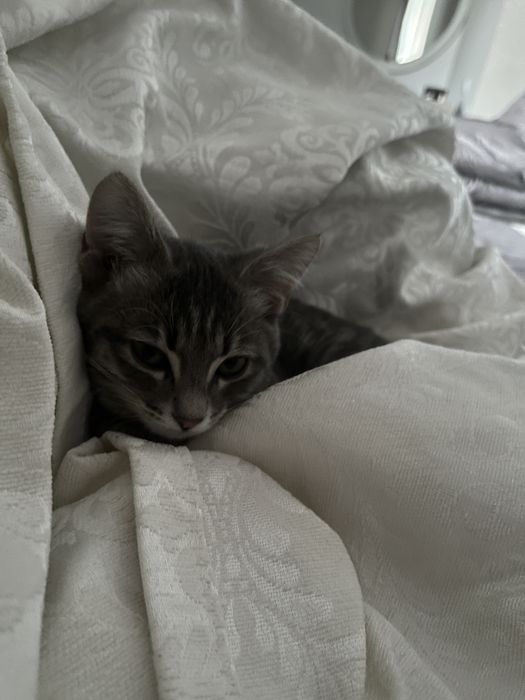 Мысық 7айлық қыз .