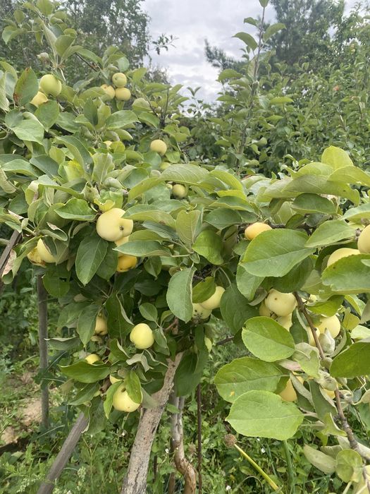 Продам дачу на Каучук 12 соток