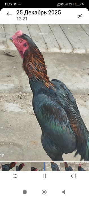 Сатлады срочнаа..