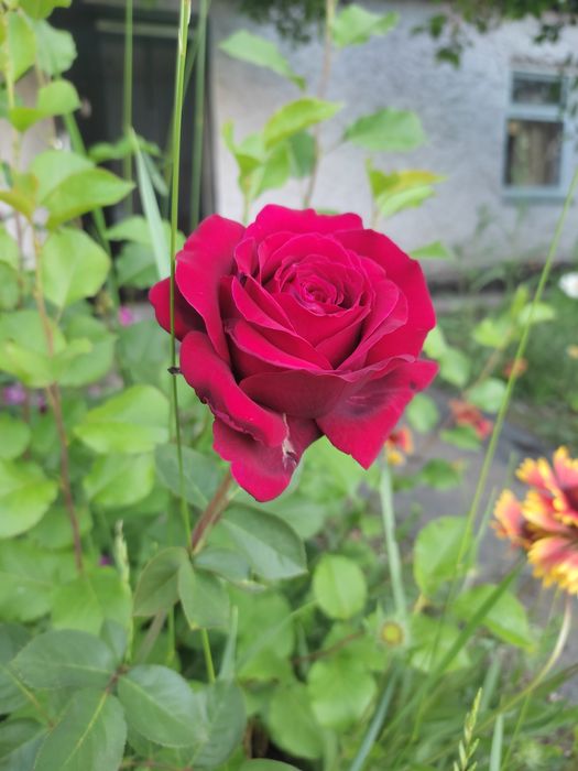 Продаю дачу в Михайловке, 12 соток