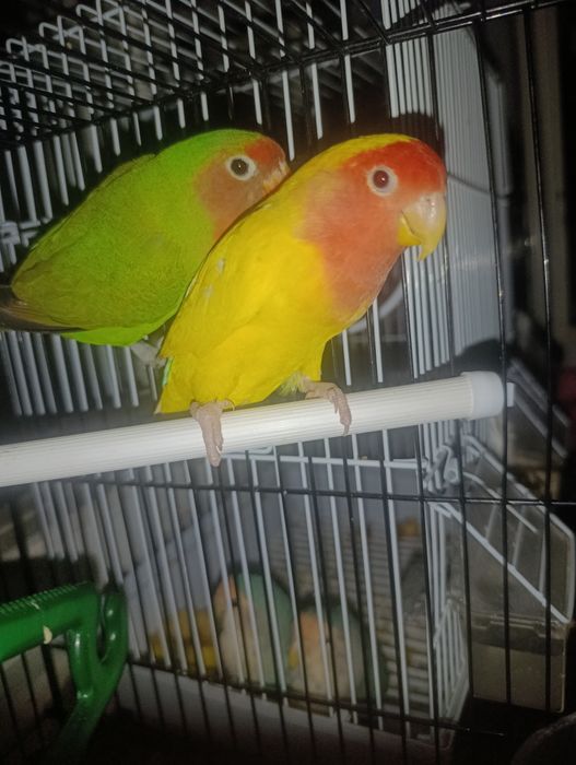 Nedurushka papugay sotiladi