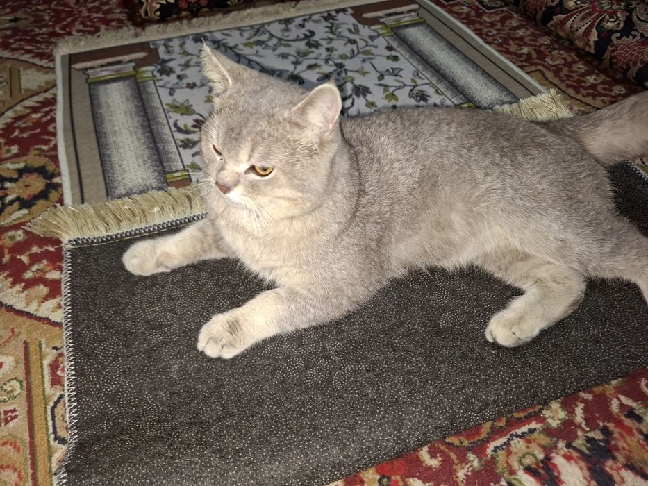 Zotli mushuk oʻg'ilbola 1 yosh