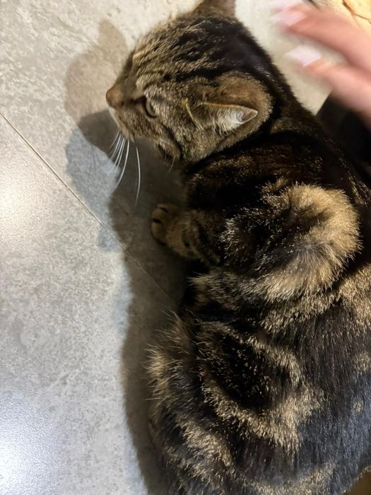 Отдам в добрые руки кошку