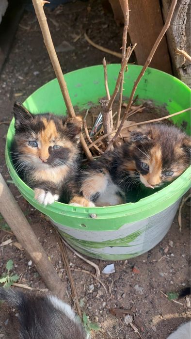 Отдам красивых котят.