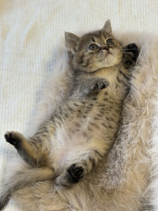 Продам британских котят