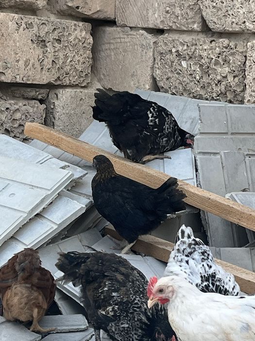 2айлык балапандар сатылады