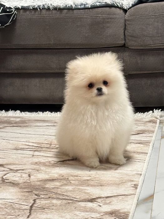 Pui pomeranian alb  din parinti campioni