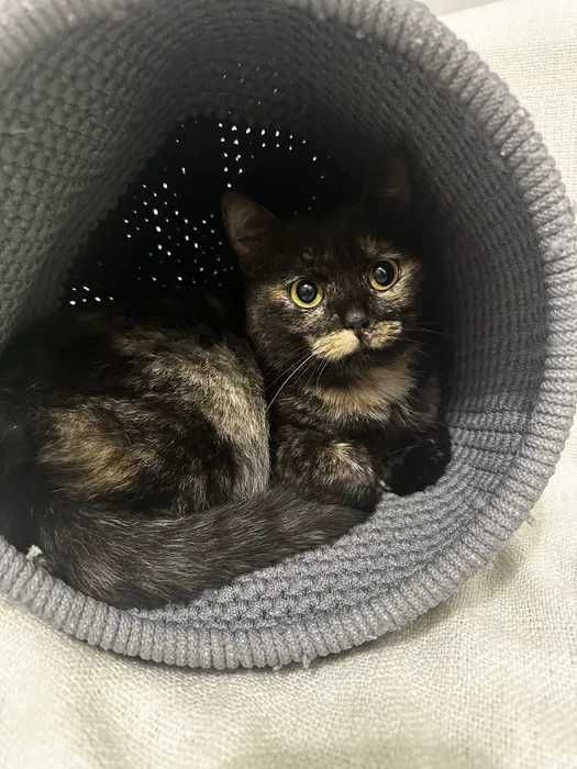 Молодая кошка Дуся