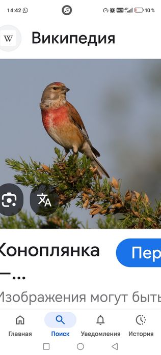 Продам птицу певчую