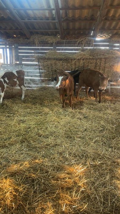 Vand 6 vitei intarcati