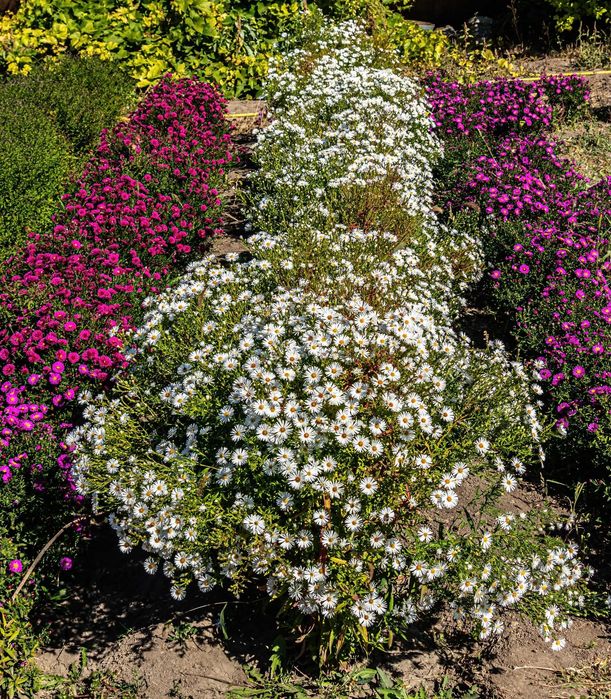 Продаются цветы . Находятся в Аксае ЗКО