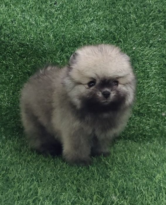 Девочка шпиц суппер миничка