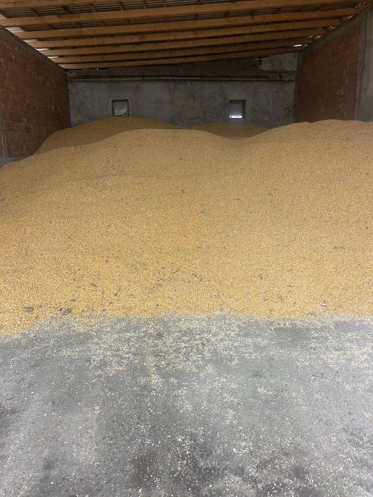 Vand porumb si grau.