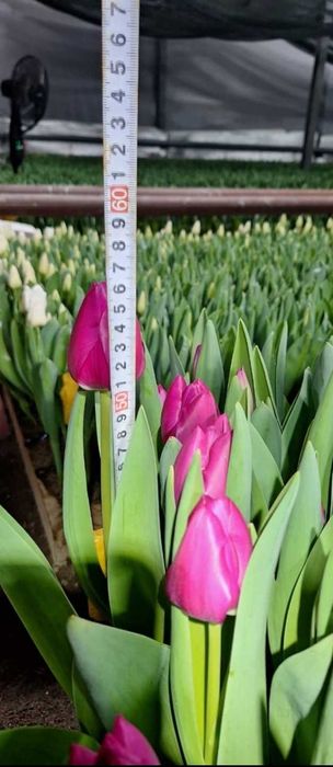 Голландские тюльпаны. Оптом и в розницу..