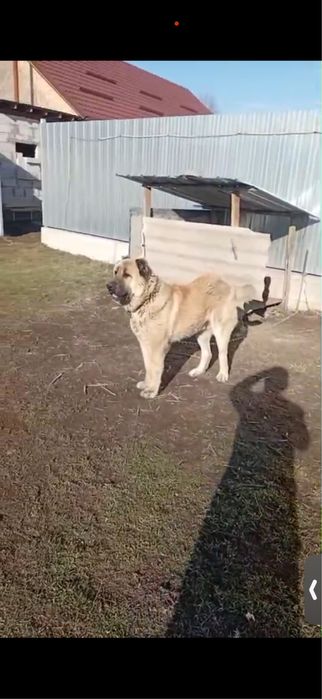 Алабай 1 год щенок