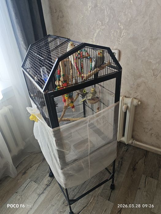 Продам попугаев карелла