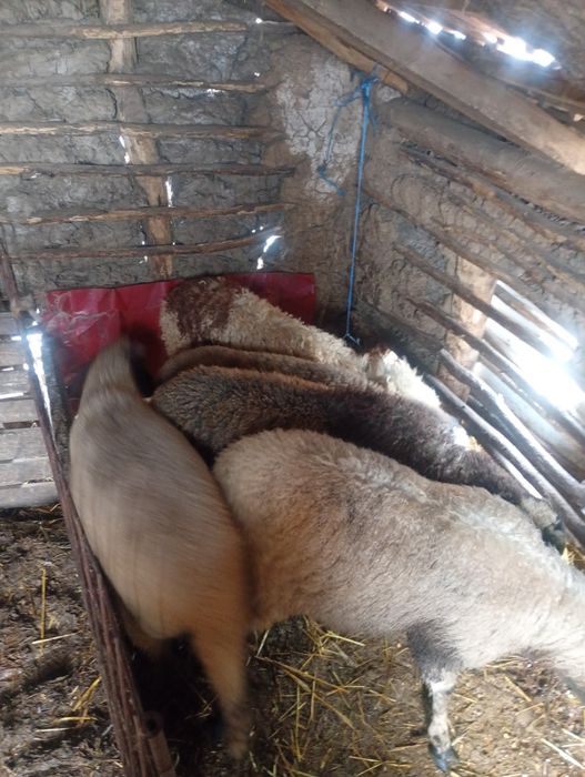 Vând miei pentru Paște 25 in viu, 40 taiat