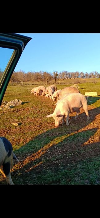 Продавам прасета от 20кг до 140кг който желае може дами пише