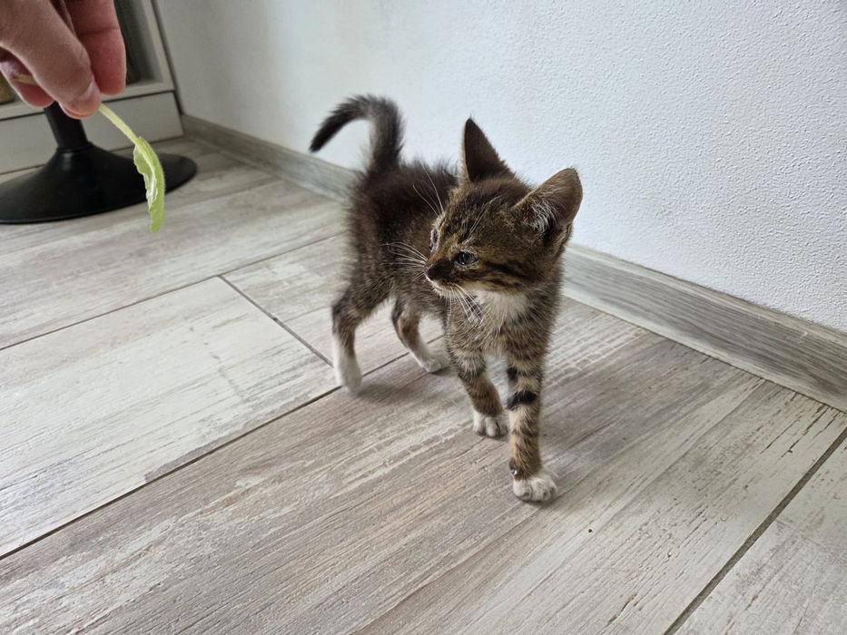 Donez pisoi, varsta 3 luni