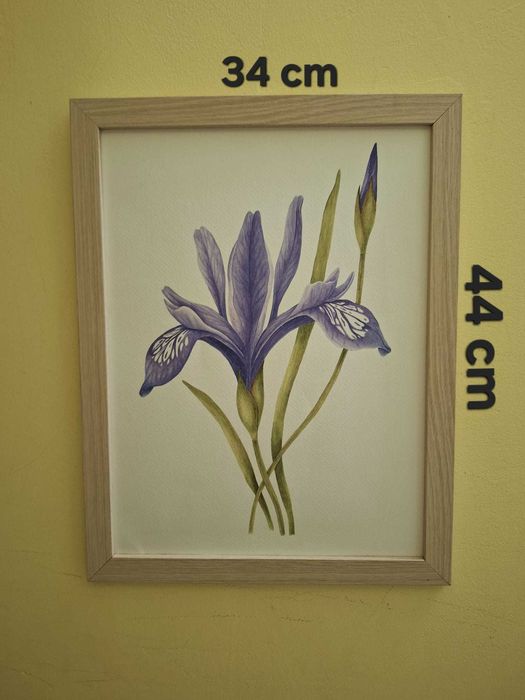 Tablou botanic "Iris"