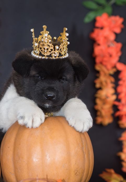 Щенки Американской Акиты