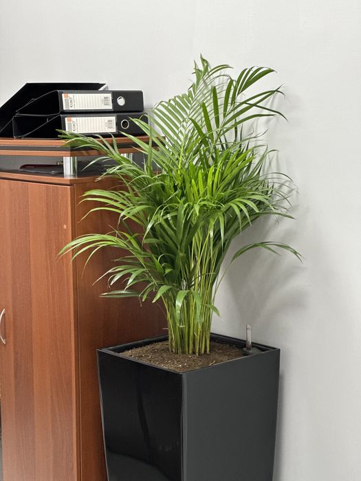 Фикус плетенный а также другие растения для офиса