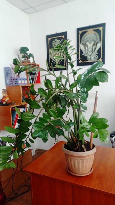 Продам денежное дерево (Замиокулькас)