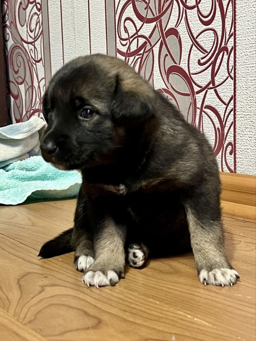 Щенок девочка 1 месяц