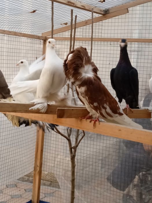 Якобин каптар сотилади