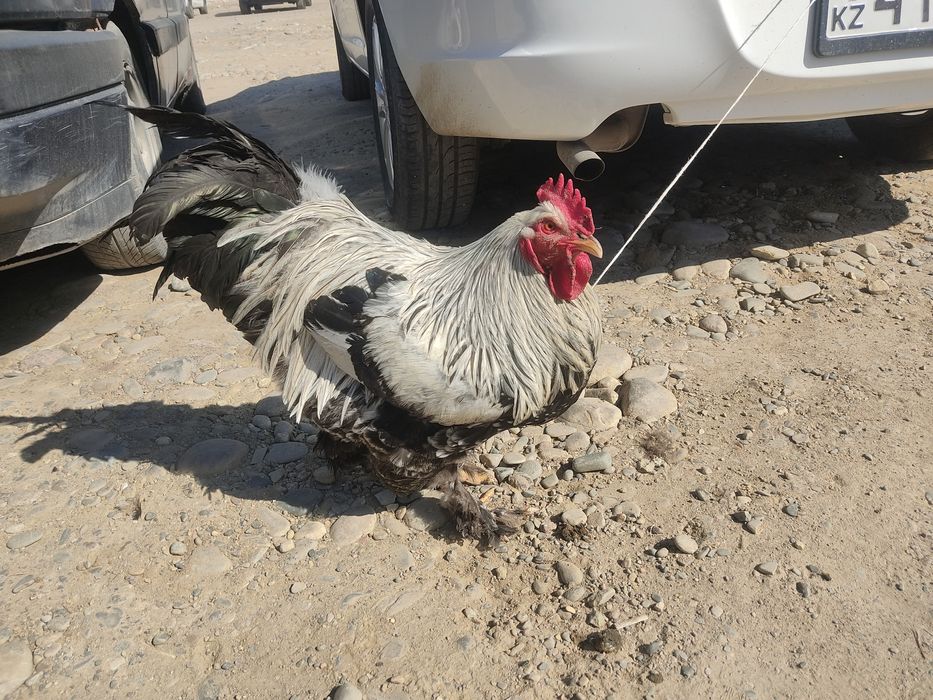 Продается Петух брама