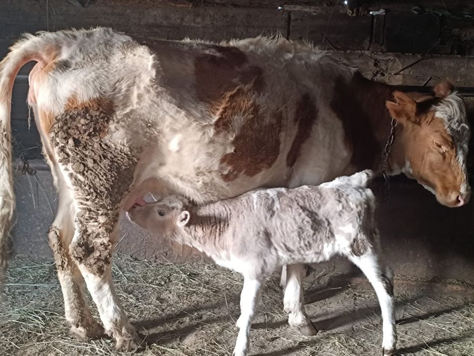 Продам корову с теленком