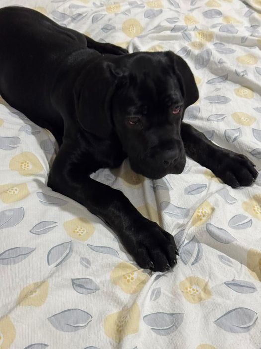 Продам щенка породы Кане Корсо