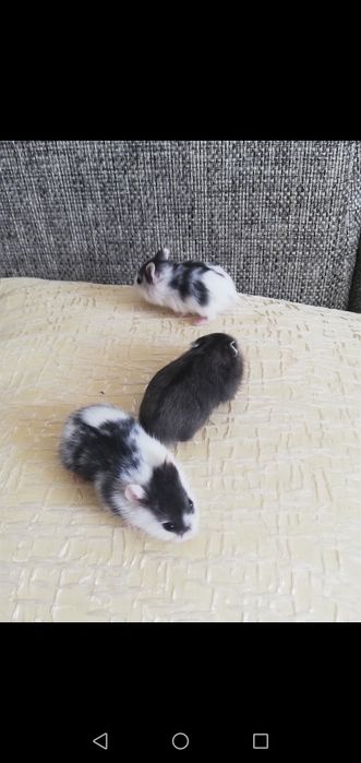 Джунгарские хомяки