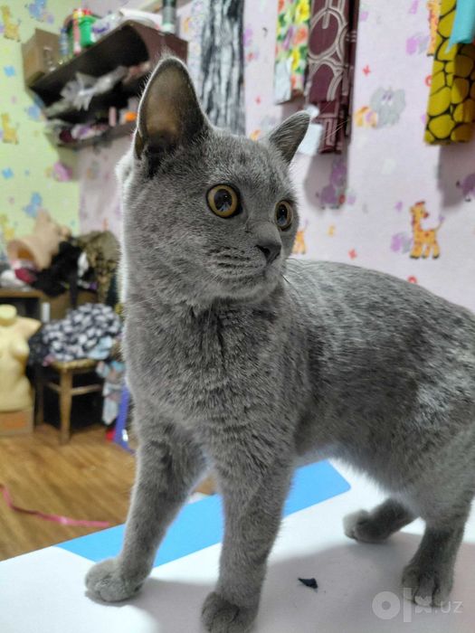 Скоттиш страйт британский