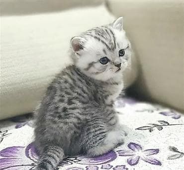 Вислоухие Британские котята