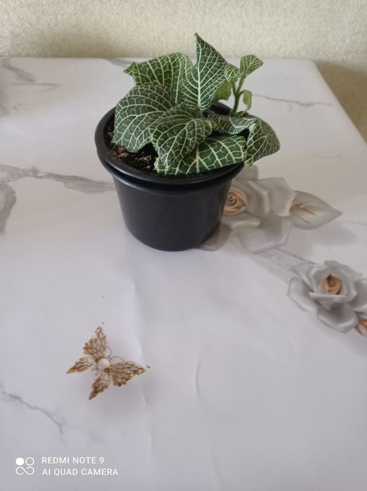 Цветы комнатные красивые.