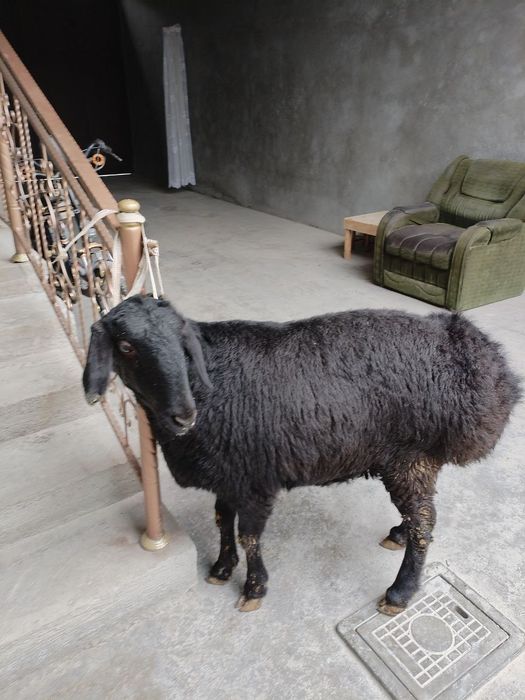 Toza xisori solu qoy xali tugmagan