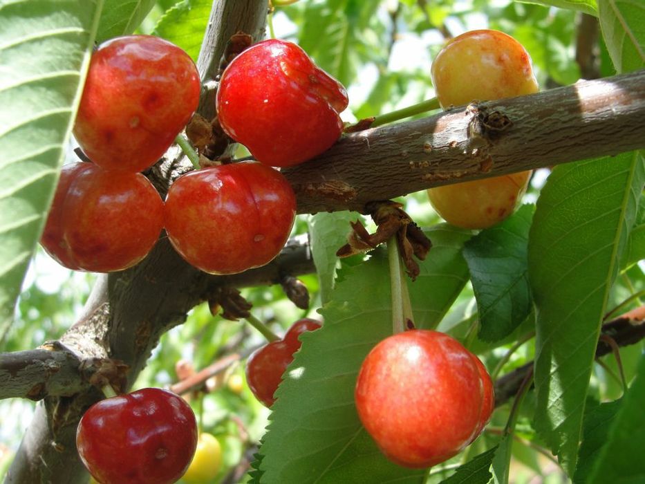 Pomi Fructiferi Stravechi Glia Stramoseasca (Cires )