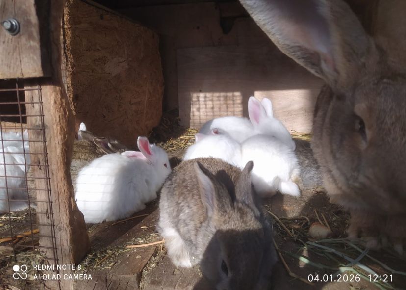 Крольчата ласковые