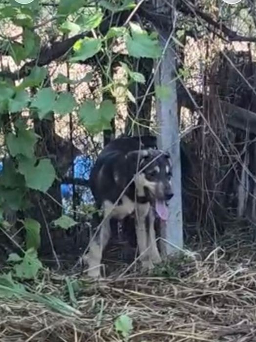 Кученца търсят спешно дом