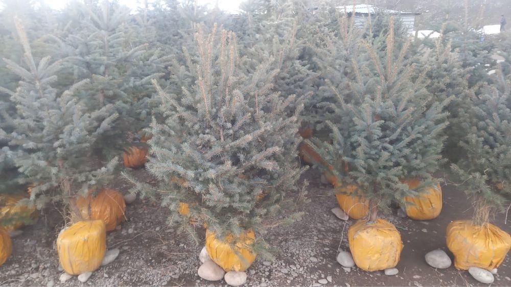 Саженцы көшет барлық түрлері бар