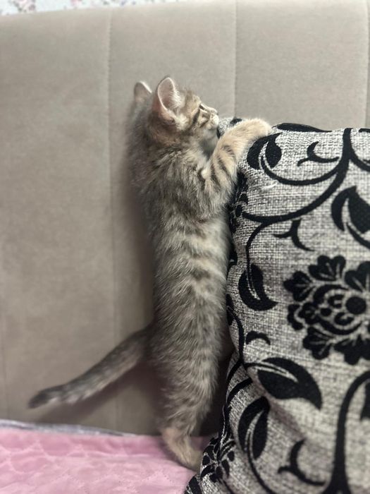 Котенок серебристый таби