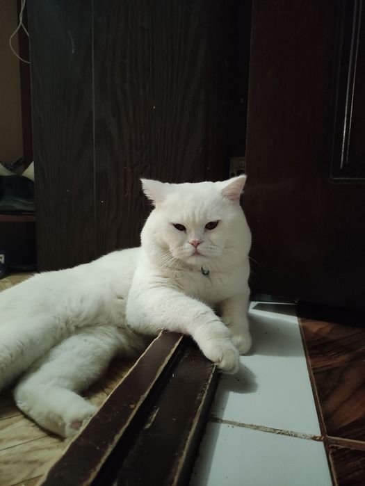 Скоттиш страйт кот на вязку