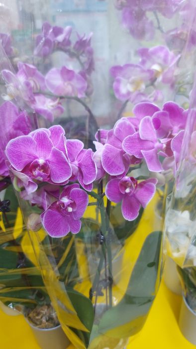 Большой выбор орхидей к празднику