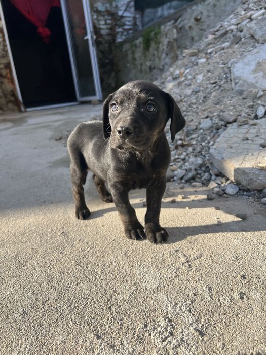 Подарявам мъжки микс кане корсо