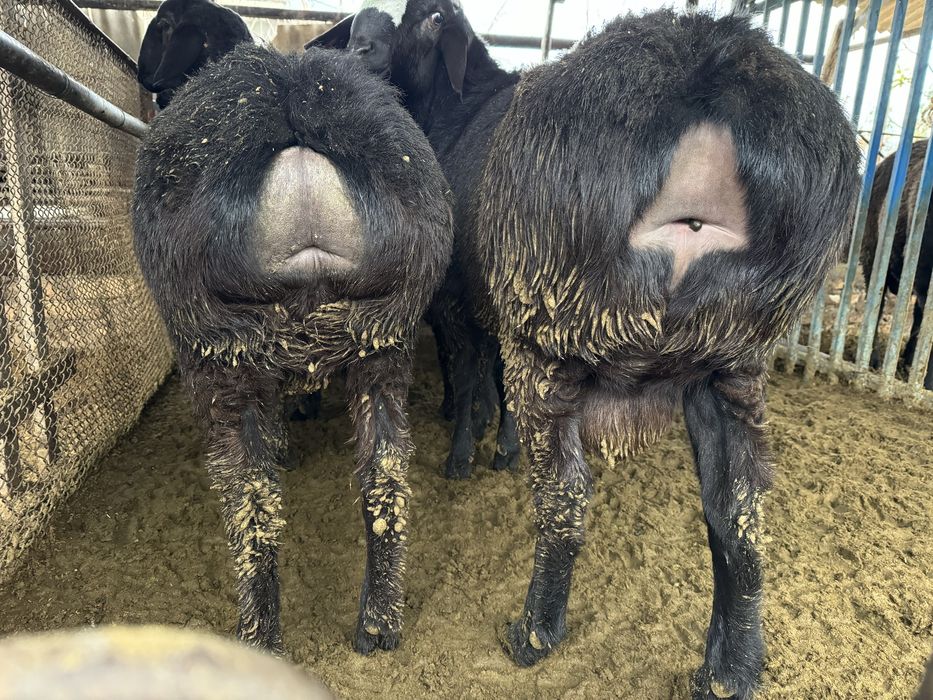 Продаются кучкары