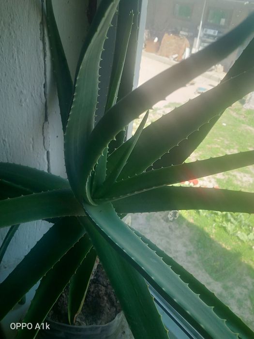 Алоэ вера сатамын