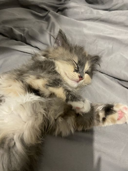 котёнок в хорошие руки